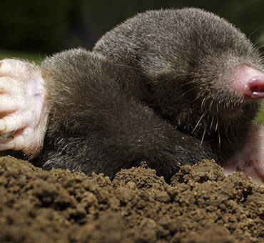 Mole, Gopher and Vole Control