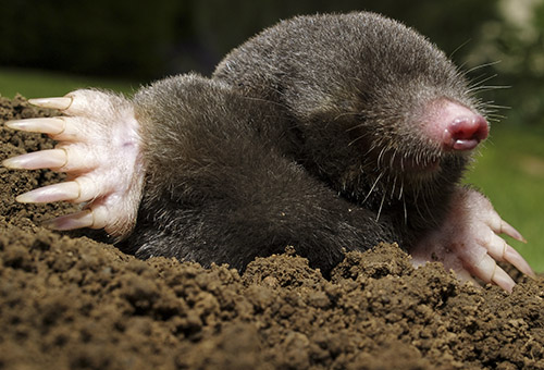 Mole, Gopher and Vole Control