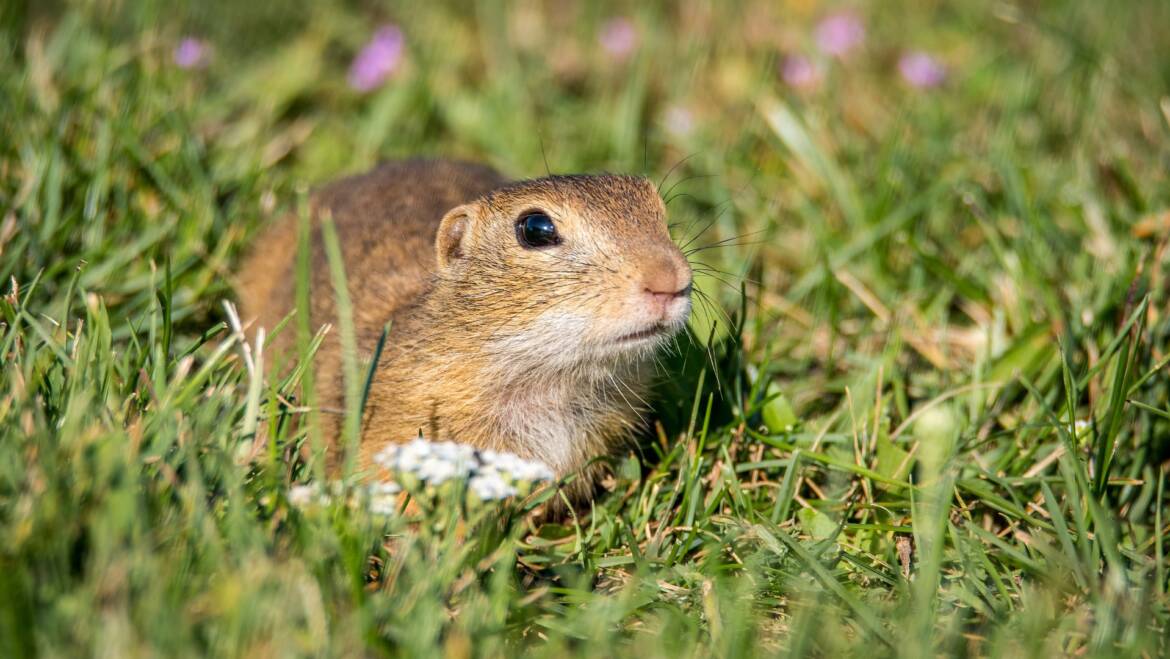 Rodent Removal