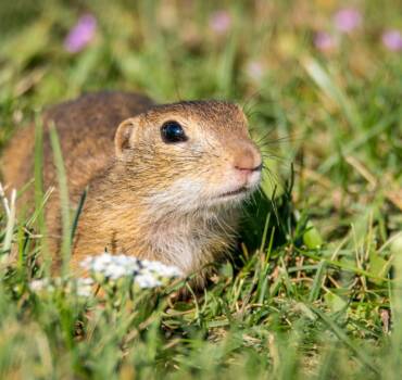 Rodent Removal