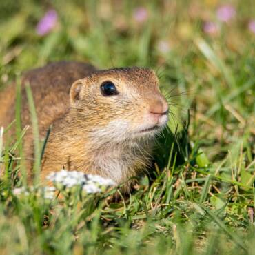 Rodent Removal