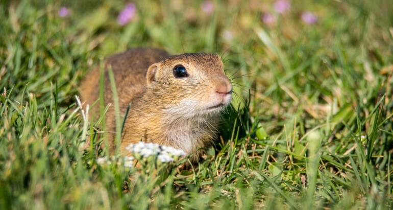 Rodent Removal