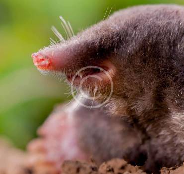 Mole, Gopher and Vole Control