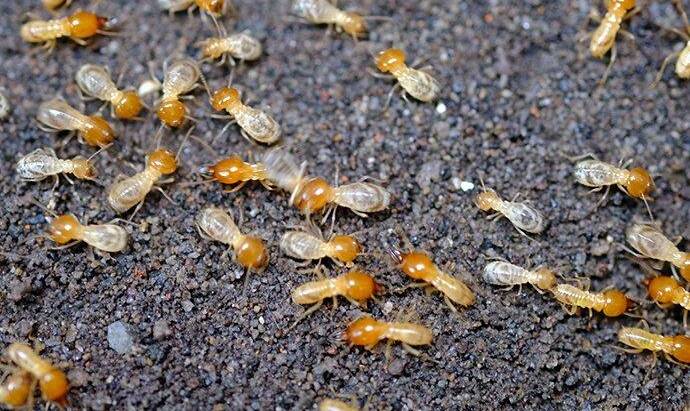 Termite Control