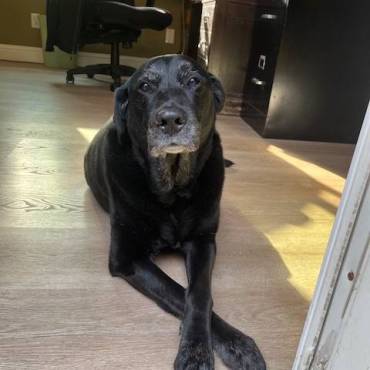 Kodi
