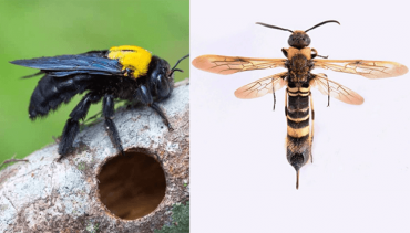 CARPENTER BEES AND HORNTAIL WASPS