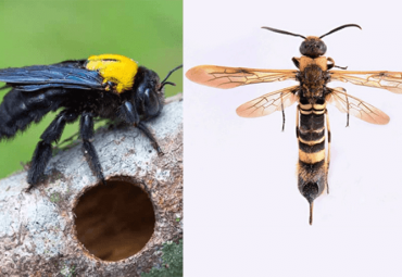 CARPENTER BEES AND HORNTAIL WASPS