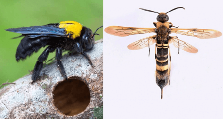 CARPENTER BEES AND HORNTAIL WASPS